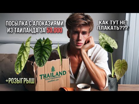 Видео: ДО СЛЕЗ!🥀 ЗАКАЗАЛ РАСТЕНИЯ ИЗ ТАИЛАНДА НА 50000р! ОТКРЫВАЮ ПОСЫЛКУ И ПЛАЧУ😭+ РОЗЫГРЫШ ВАРНЫХ КЛУБНЕЙ