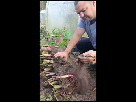 Видео: КАННЫ уборка на зиму