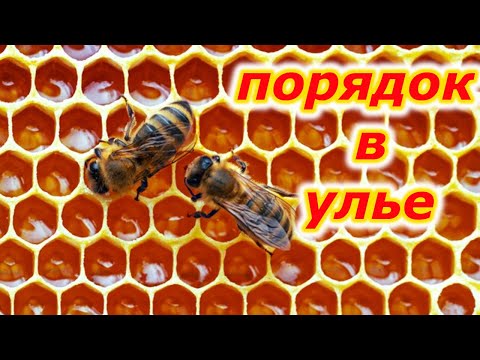 Видео: Как спасти улей без матки за 1 день!