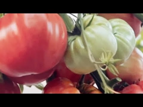 Видео: Крупноплодные тепличные сорта томатов в моей коллекции. 