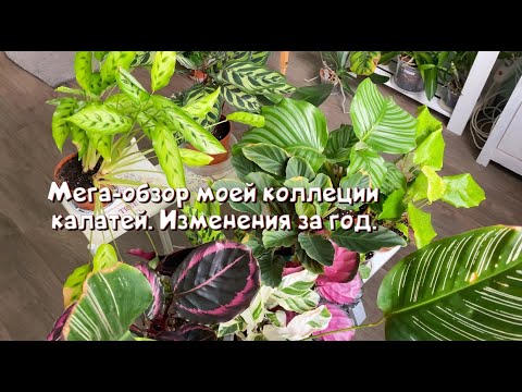 Видео: Мега-обзор моей коллекции калатей. Как они изменились за этот год.