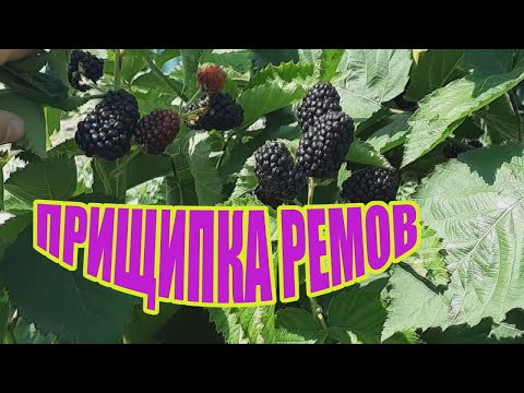 Видео: Ежевика Прайм Арк Фридом. Результат прищипки