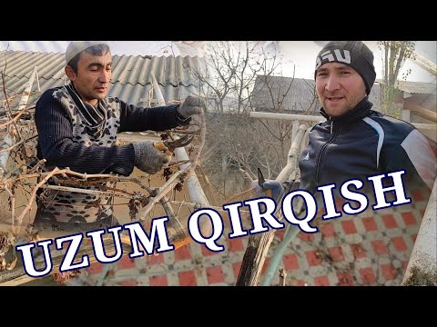 Видео: Uzum qirqish, Узум қирқиш