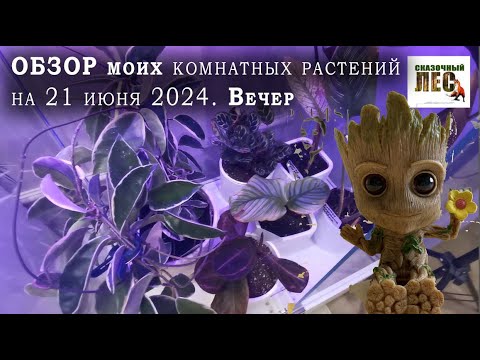 Видео: ОБЗОР моих КОМНАТНЫХ растений 21 июня 2024 года/СКАЗОЧНЫЙ ЛЕС  в квартире