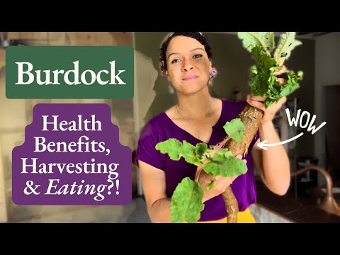 Видео: Лопух! Польза для здоровья, применение в медицине и многое другое