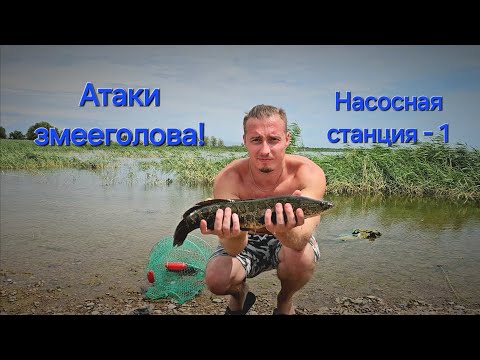 Видео: Ловля Змееголова 1 насоска Капчагай #fishing #алматы #рыбалка #nature #хищник #спиннинг #rockfishing