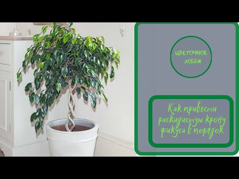 Видео: Как привести раскидистую крону фикуса в порядок.