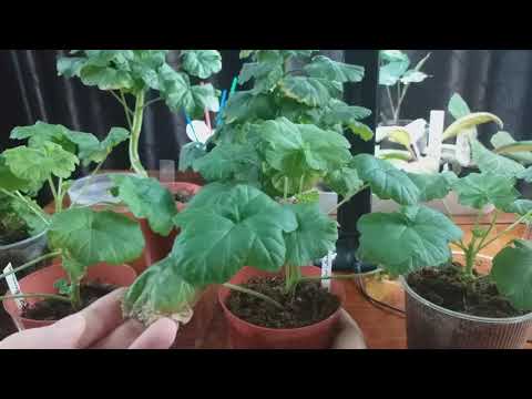 Видео: немножко о моих сеянца и отбор их в сорт