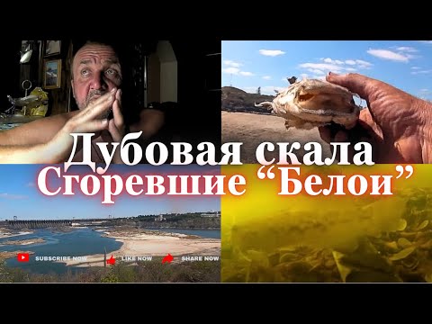 Видео: Сгоревшие БЕЛАИ. ДУБОВАЯ скала. БЫЧЕК - ЖИВ!! Запорожье 6 сент 25 г.