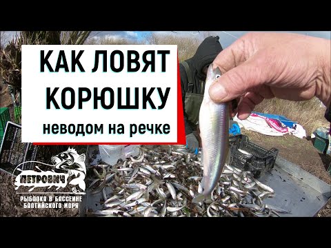 Видео: VLOG: Корюшка. Профессиональный лов неводом. Март 2020. река " Матросовка".