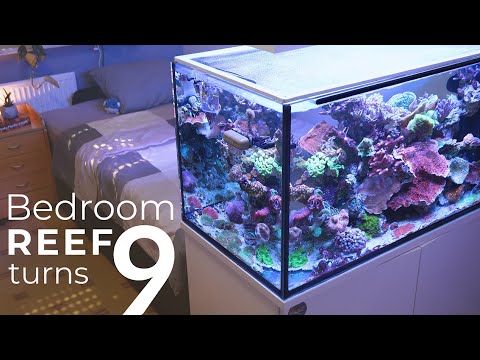 Видео: Мой 125-литровый рифовый аквариум в спальне – рифовая реальность спустя 9 лет