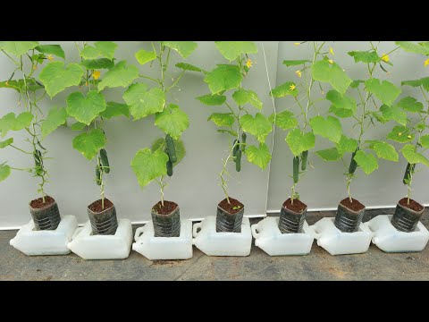 Видео: Супер много фруктов – Выращивание огурцов в пластиковых бутылках дает неожиданные урожаи