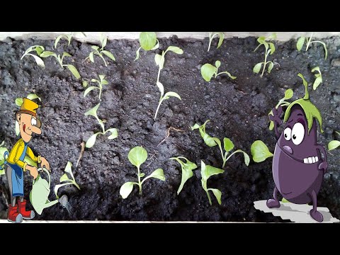 Видео: Как пикировать баклажаны и когда