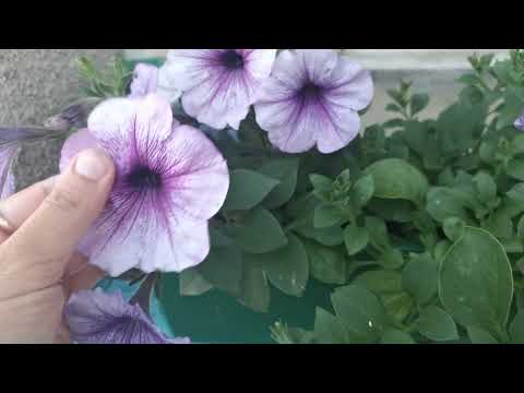 Видео: Болезни Петуньи, Вянут листья, Желтеют, Гниль, Срочно спасаем!!!!
