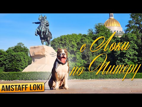 Видео: Амстафф Локи | С Локи по Питеру | Amstaff Loki | Полное видео