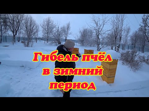 Видео: ТРИ ГЛАВНЫЕ ПРИЧИНЫ ГИБЕЛИ ПЧЁЛ ЗИМОЙ