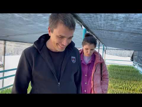 Видео: Выгонка ТЮЛЬПАНОВ, лилий, бегоний (ботритис, ризоктания и др)