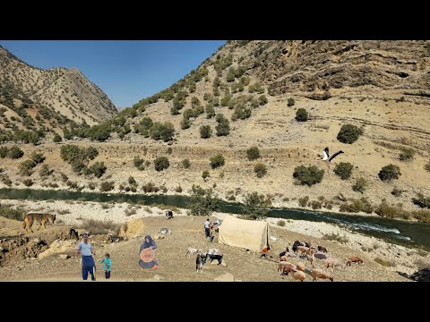 Видео: Кочевая жизнь | Ночевка в традиционной палатке 🌛 и строительство загона для овец на лоне нетронутой