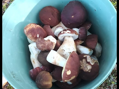 Видео: Боровые Алёховщины 5.9.25. Вечерний добор.