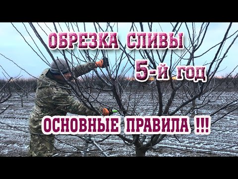 Видео: Правильная ОБРЕЗКА СЛИВЫ / 5-й год после посадки/Опытный участок