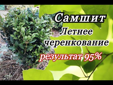 Видео: Черенкование самшита летом. Все легко и просто