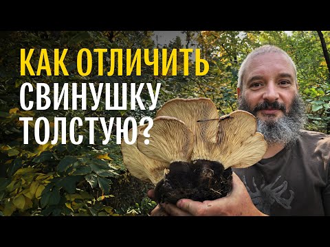 Видео: Что такое «глухие» грибы и съедобны ли они? Свинушка толстая. Михаил Вишневский