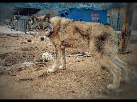 Видео: Тофалария. БРЕМЯ ПОСЛЕДНИХ - как выживает народ, обречённый на вымирание.