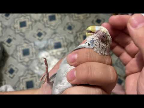 Видео: Конъюнктивит у попугая. У попугая воспалился глаз? Рассказываю что делать!