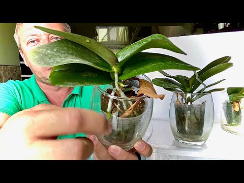 Видео: ОРХИДЕИ из АЗИИ без пересадки 13 месяцев УХОД полив орхидей, освещение, корм и температура