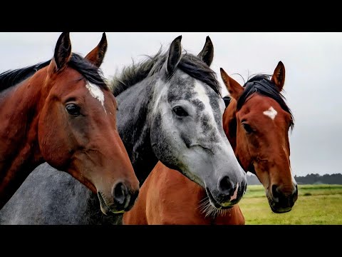 Видео: “Тайная душа лошадей 🐎 | Сила, красота и грация”