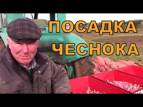 Видео: МЕХАНИЗИРОВАННАЯ ПОСАДКА ЧЕСНОКА ТРАКТОРОМ Т40