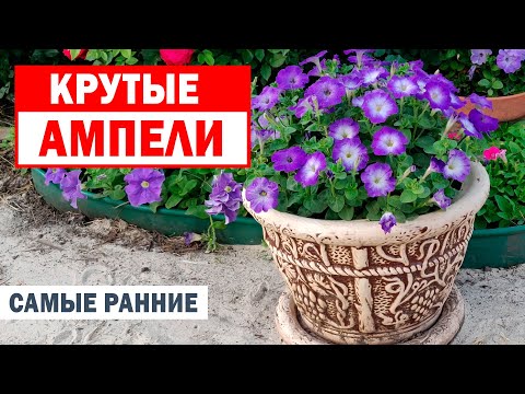 Видео: Ампели!!! Быстрорастущие и очень красивые! Море красок!!! Без прищипки!!!