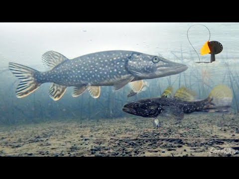 Видео: Реакция ЩУКИ на РОТАНА!!! Жерлицы! Подводная съемка