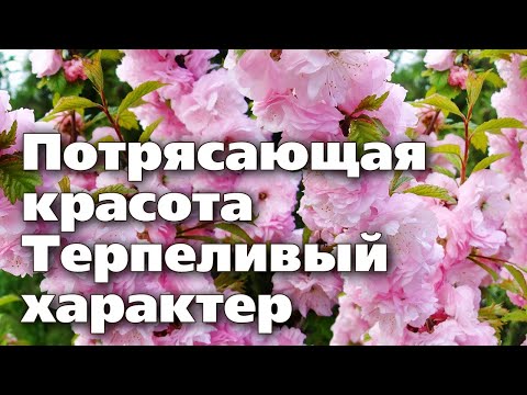 Видео: УРАЛЬСКАЯ САКУРА  Посадите красивое растение у себя в саду  Восторг гостей гарантирован