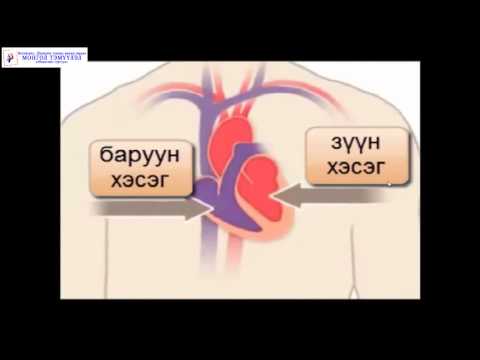 Видео: Монгол Тэмүүлэл сургууль, Биологи Хүний цусны эргэлтийн тогтолцоо