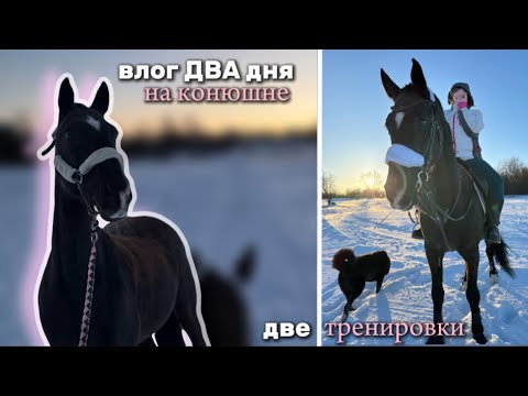 Видео: снова вернулась 😈 | ДВА дня на конюшне • vlog ❄️