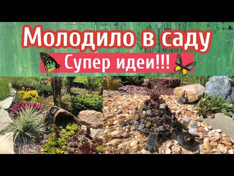 Видео: Молодило в саду