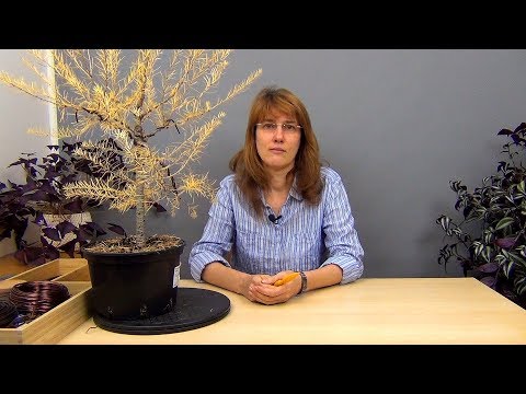 Видео: Бонсай из лиственницы (ч.2).