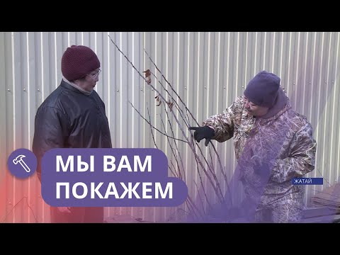 Видео: Мы вам покажем: Сажаем яблони у себя на участке