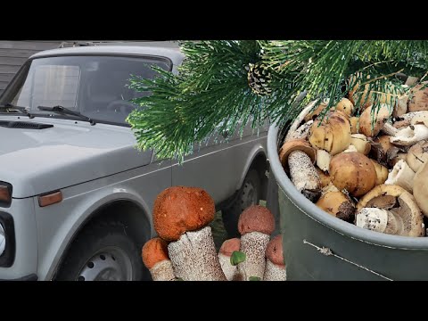 Видео: Поход в лес за грибами, грибов тьма !