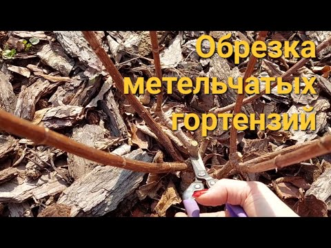 Видео: Весенняя обрезка саженцев метельчатой гортензии🌸