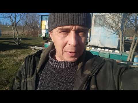 Видео: ПЧЕЛЫ ГИБНУТ.  ПОТЕРИ ПРОДОЛЖАЮТСЯ