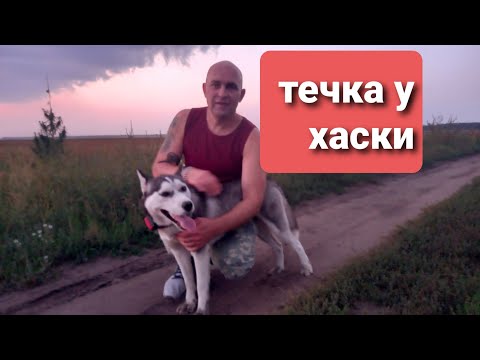 Видео: течка у хаски.период.когда рекомендуют вязать.