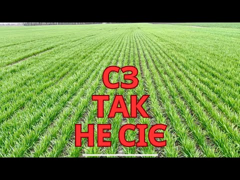 Видео: ФІАСКО 😱Найгірша пшениця 🌾 що робити❓