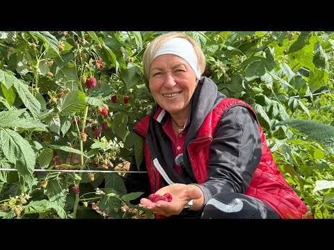Видео: Малина в моём подмосковном саду!
