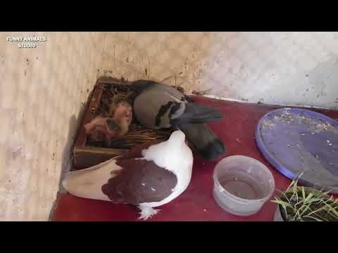 Видео: Грозный птенец обижает маму Эню (Голубиная сага) 80 серия