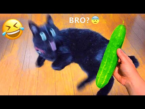 Видео: Ты смеёшься – ты проиграл! 😂🤣 Самые смешные собаки и кошки 2025 года 🐶😹