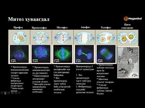 Видео: Биологи №40 Амьд биеийн үржил, хөгжил IV