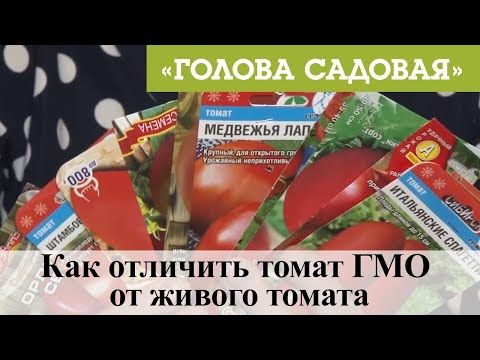 Видео: Голова садовая - Как отличить томат ГМО от живого томата