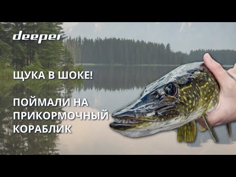 Видео: Разведка боем: Ищем щуку с помощью Deeper CHIRP+2 с корабликом Boatman и сразу ловим!
